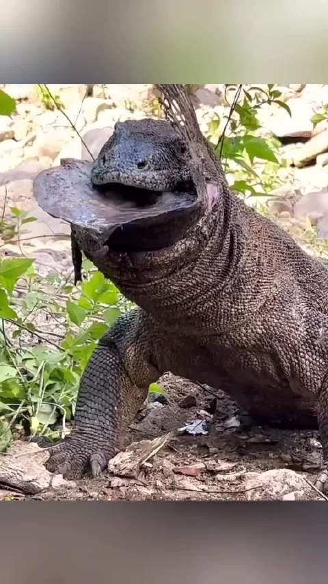 国米经典远射集锦回顾 战术艺术引热议